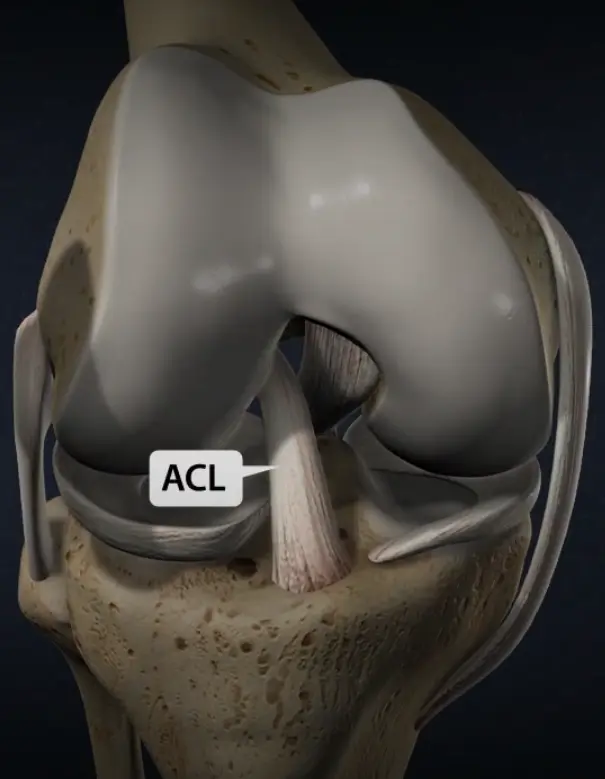 Knee Anatomy Asset
