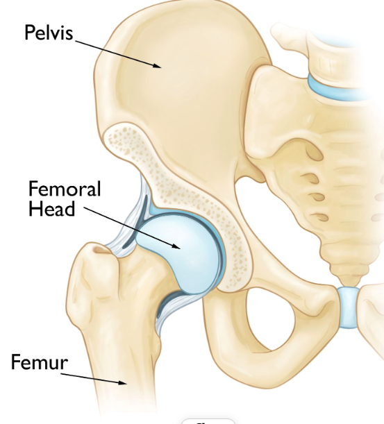 Avascular Necrosis of Hip Main Interface Design