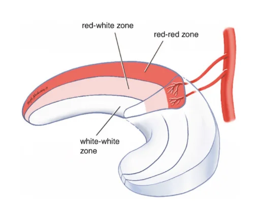Vascular Zone Cross-section Diagram