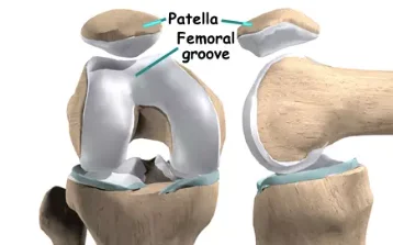 Patellar Structure Mechanics