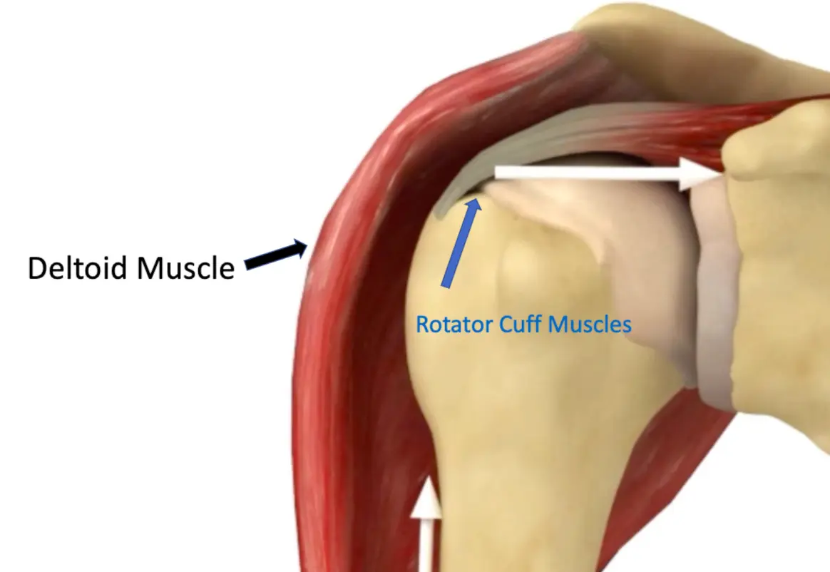 Reverse Shoulder Arthroplasty Main Interface Visual