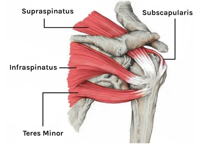 Structural muscle identification mapping diagram