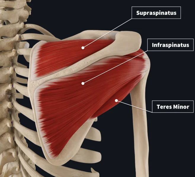 Rotator Cuff Anatomy Map Diagram