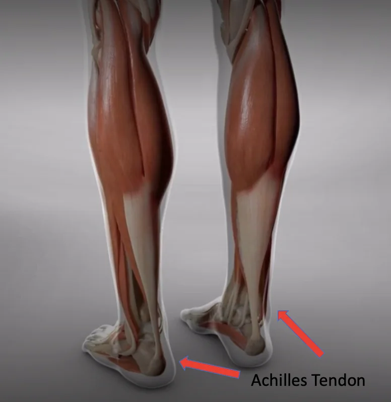Achilles Tendon Anatomy